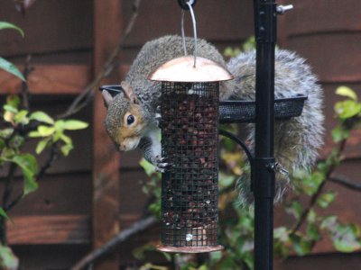 Grey Squirrel