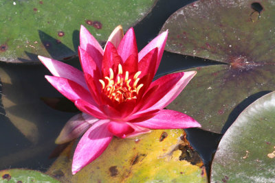 Another Water Lily.jpg