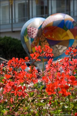 Geraniums and a SF Heart.jpg