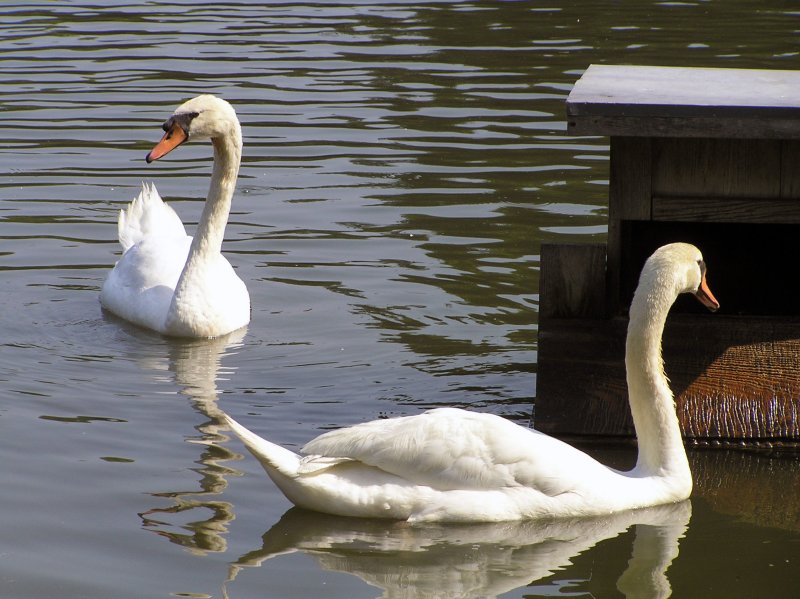 Elon Swans