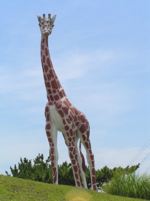 OIB Giraffe