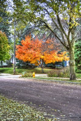 Burning Bush