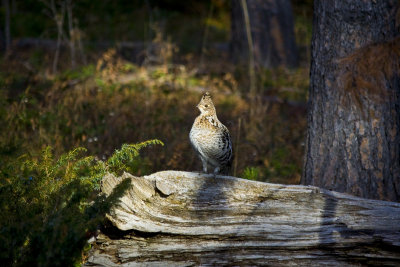 Grouse in the Sunlight