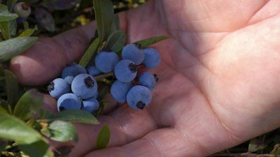 Wild Blueberries... Delicious!