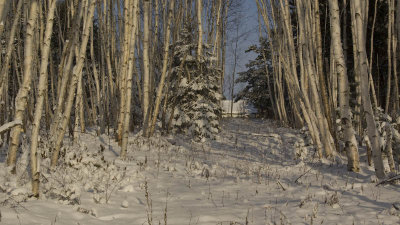 White Birch in winter