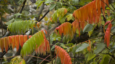 Staghorn Sumac Fall colours