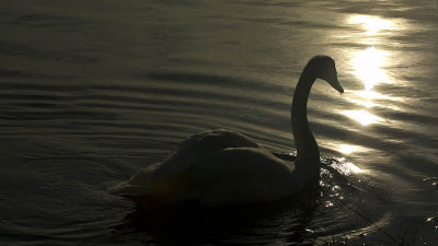 Trumpeter Swan 3
