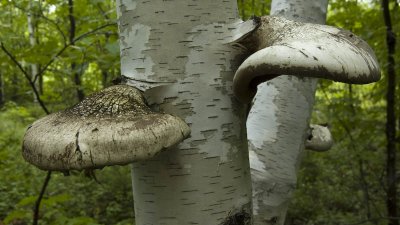 Bracket Fungi on Birch