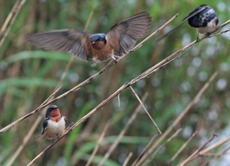 Barn swallows