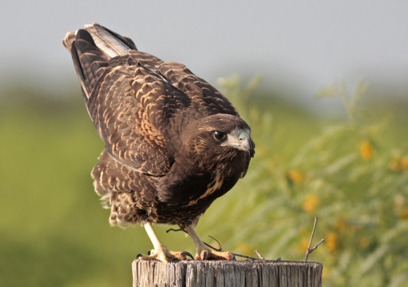 White-tailed Hawk