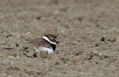 Semipalmated Plover