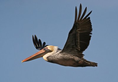 Brown pelican