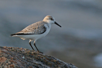 Sanderling