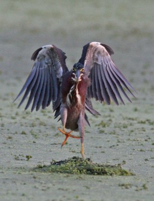 Green heron landing