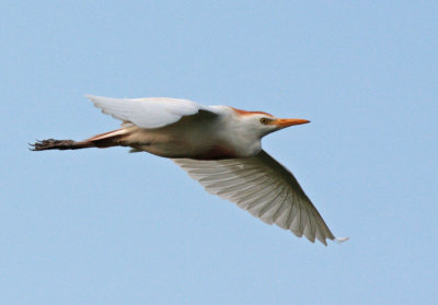 Cattle Egret