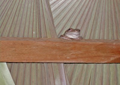 Frog (Cayman Islands)