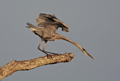 Great Blue Heron