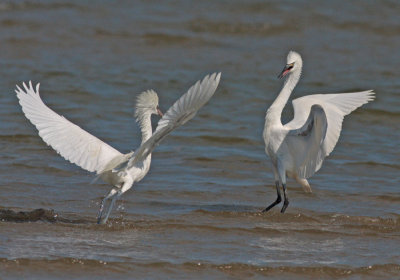 Reddish Egret, white morphs