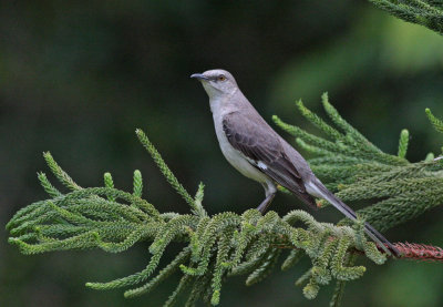 Northern Mockingbird