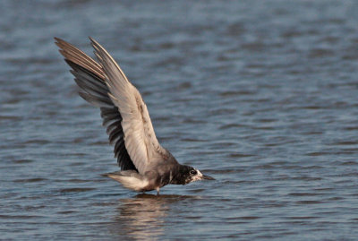 Black Tern