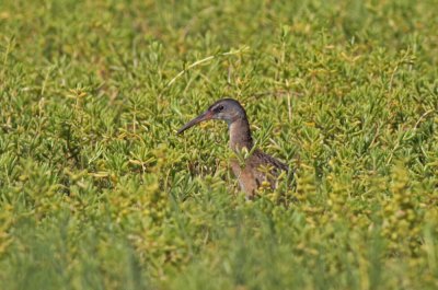 Clapper Rail