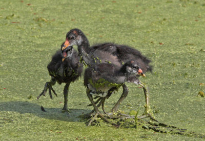 A tangle of young Gallinules