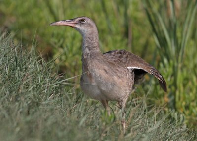 Clapper Rail
