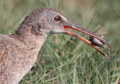 Clapper Rail