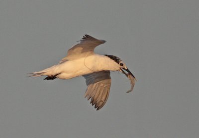 Sandwich Tern