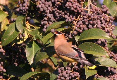 Cedar waxwing