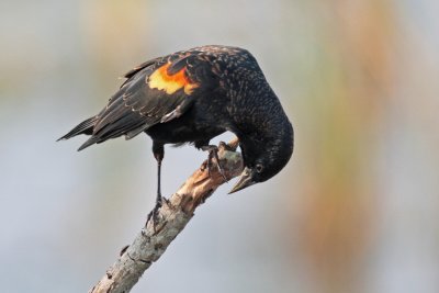 Red-winged Blackbird