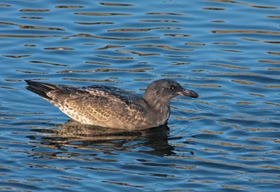 Western Gull