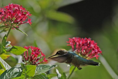 Ruby-throated Hummingbird