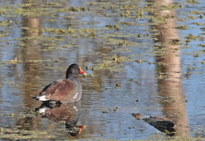 Common Gallinule