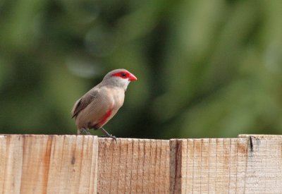 Common Waxbill