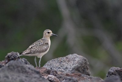 Kolea (Pacific Golden-plover)