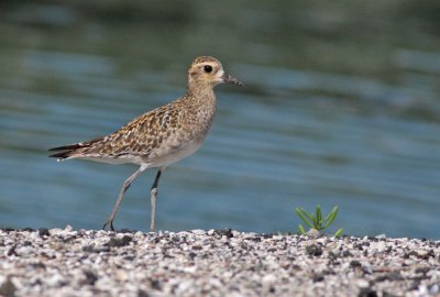 Kolea (Pacific Golden-plover)