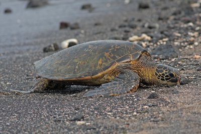 Green Sea Turtle (Honu)
