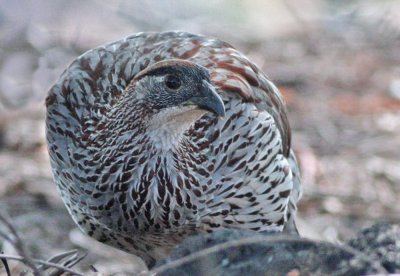 Erckel's Francolin