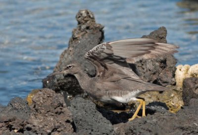 `Ulili (Wandering Tattler)