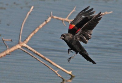 Red-winged Blackbird