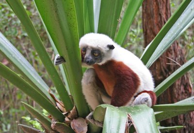 Diademed Sifaka