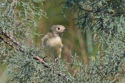 Ruby-crowned Kinglet