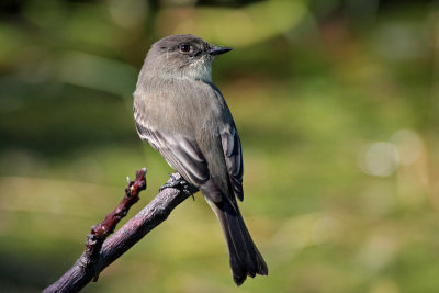 Eastern Phoebe