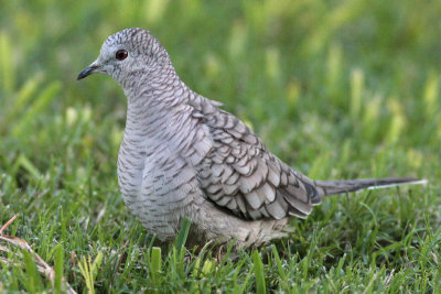 Inca Dove