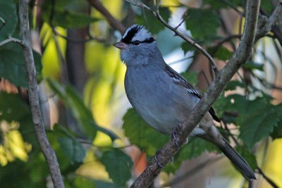 White-crowned Sparrow