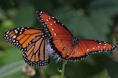 Queen and Monarch Butterflies