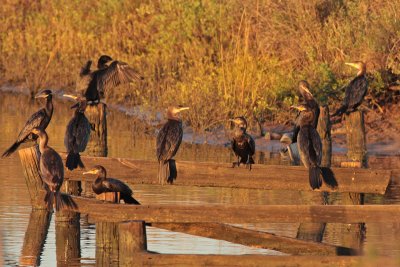 Neotropic cormorants