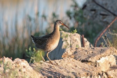 Clapper Rail