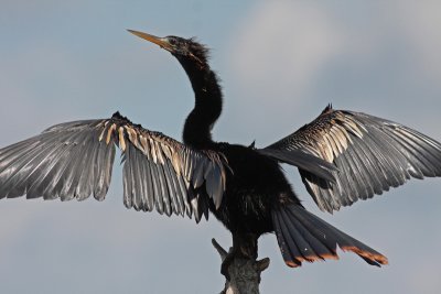 Anhinga